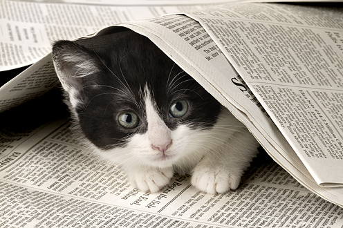 B+W Cat under Newspaper ck240