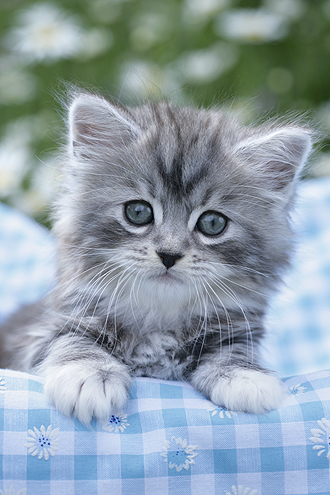 Grey Cat on Blue Blanket CK354