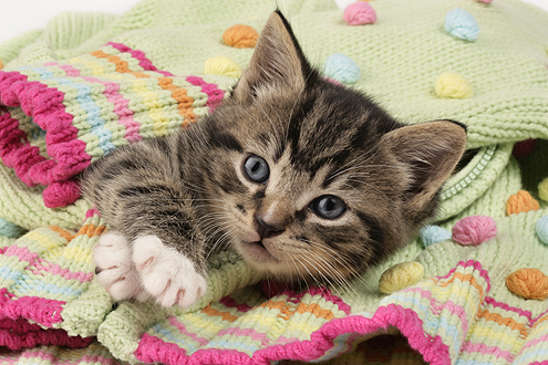 Brown Tabby on Jumper CK321