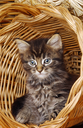 Cat in Basket a294