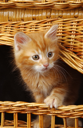 Ginger cat in Basket ck101