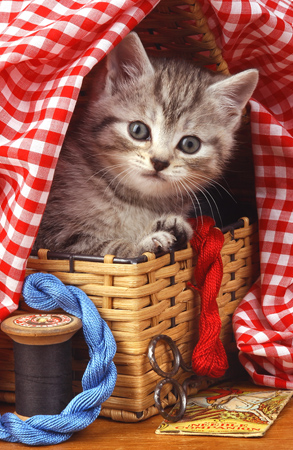 Grey cat in Basket and Gingham ck156