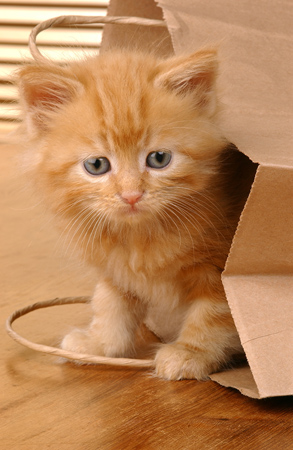 Ginger Cat in Paper bag ck160