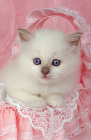 White Cat on Pink ck174