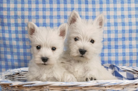 Two White Highland Terriers in Basket dp335