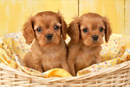 Two Brown Dogs in Basket dp357