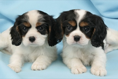 Two King Charles Spaniel Pups dp372