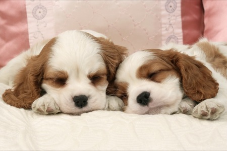 Two Sleeping Pups dp393