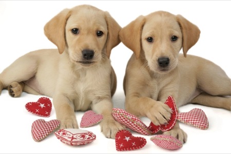 Two Labs and Hearts DP449