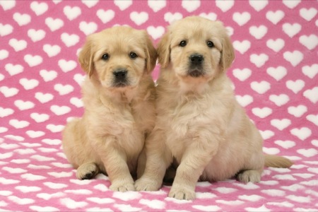 Two Retriever Pups on Heart Background DP451