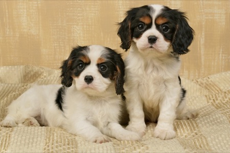 Two King Charles Pups DP460