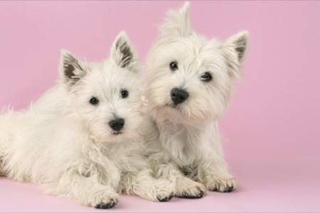 Two White Highland Terriers on Pink DP502