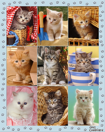 Cat Multipic1 Portrait