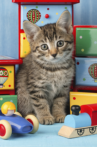 Tabby and Toys CK241