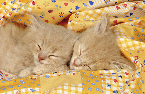 2 sleeping kittens CK112