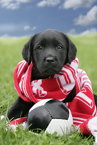 pup scarf and football DP448