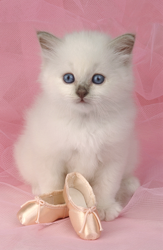 white cat with shoes CK173