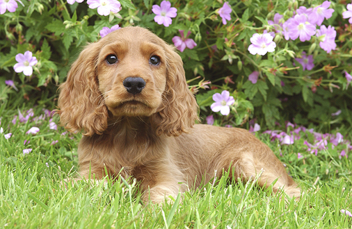 Pup on grass DP140