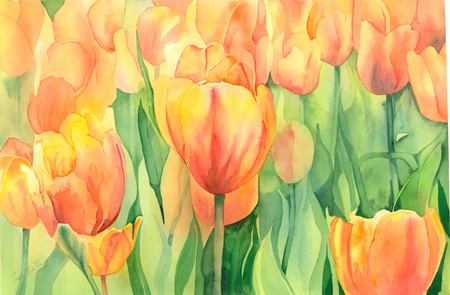 Tulips 1