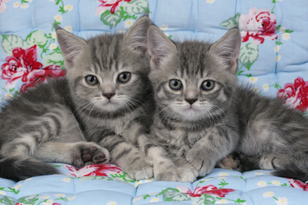 2 Grey Kittens on Quilt CK311