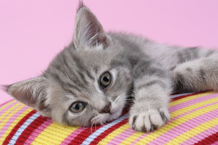 Grey Kitten on Stripey Jumper CK314