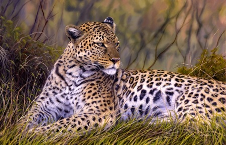 African Leopard