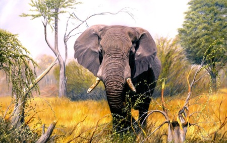 Botswana elephant 1