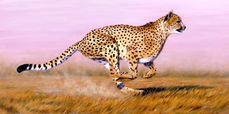 Cheetah