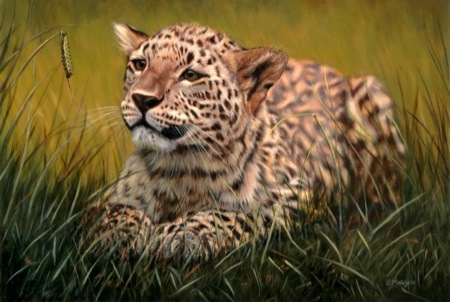 Leopard – Curiosity