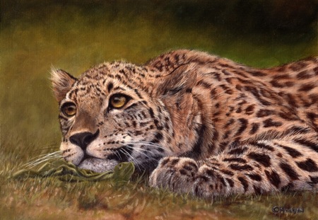 Leopard Lying