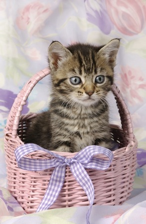 Kitten in pink basket A293