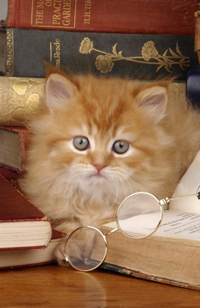 Ginger kitten and glasses CK108