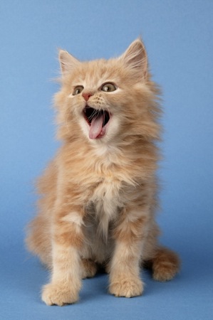 Ginger kitten yawning CK222