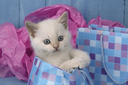 White kitten in bag CK223