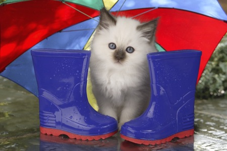 White kitten and wellies CK236