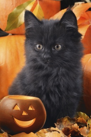 Black kitten halloween CK244