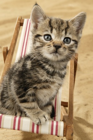 Kitten on deckchair CK263