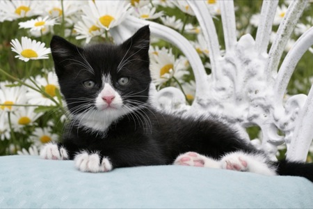 B/W kitten on garden chair CK298