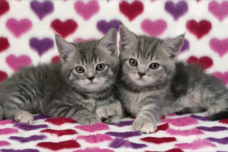 Pair of kittens on Hearts CK306