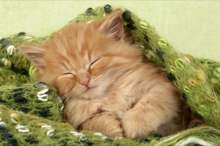 Ginger sleeping kitten in green jumper CK329