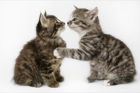 Pair of Kittens kissing CK370