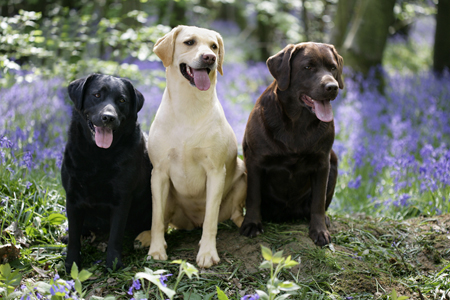 Three Labs in Meadow DP394