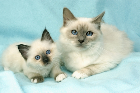 Two White Cats on Blue CK280