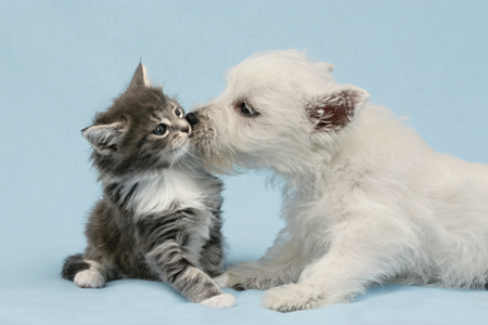 Dog Kissing Cat DP472