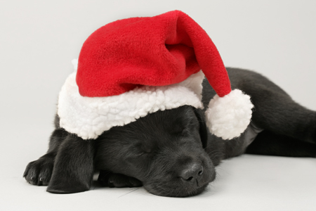 Sleeping Santa Dog C561