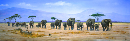 Elephant Herd