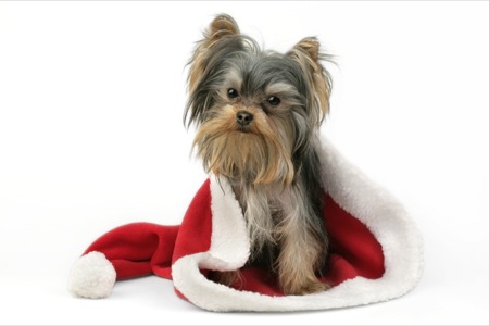 Pup in Santa Hat C562