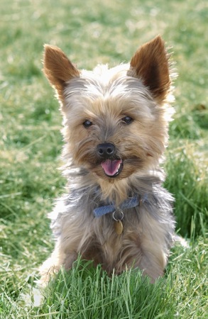 Pup on Grass DP194