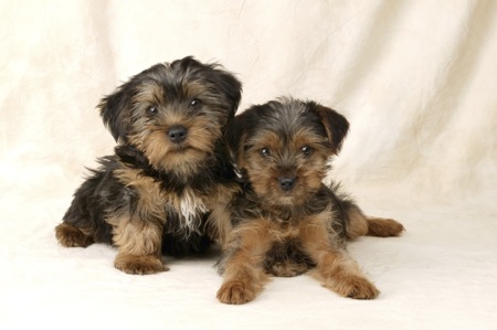 Two Black and Brown Pups DP286