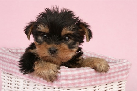 Black and Brown Pup in Pink Basket DP388